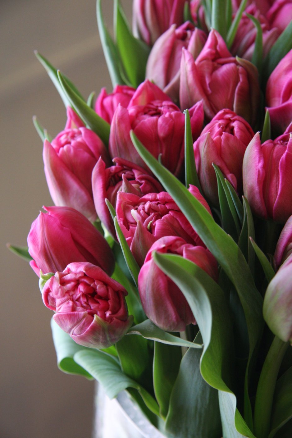 Тюльпан Tulipa