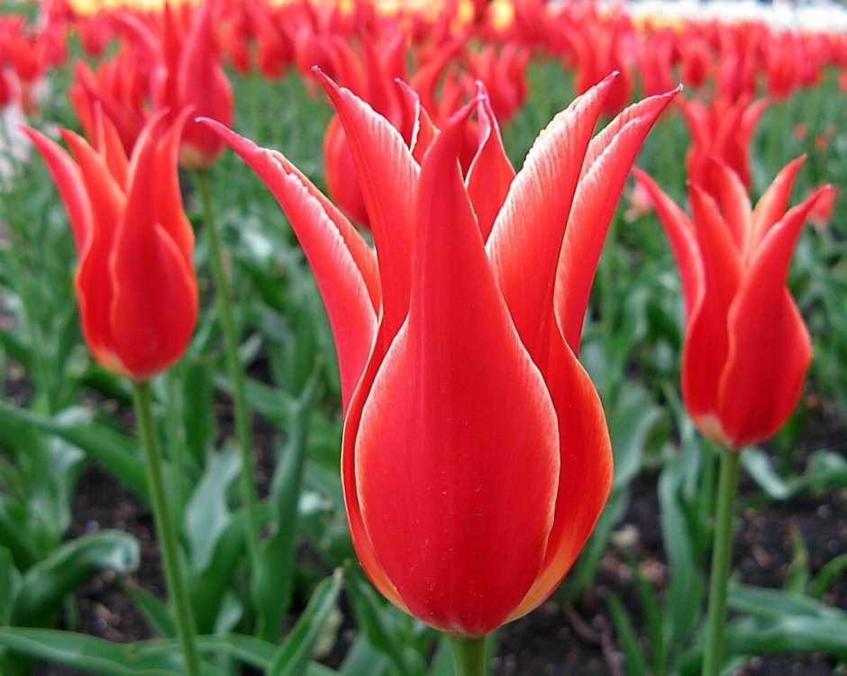 Тюльпан (лилиецветный) - алладин рекорд