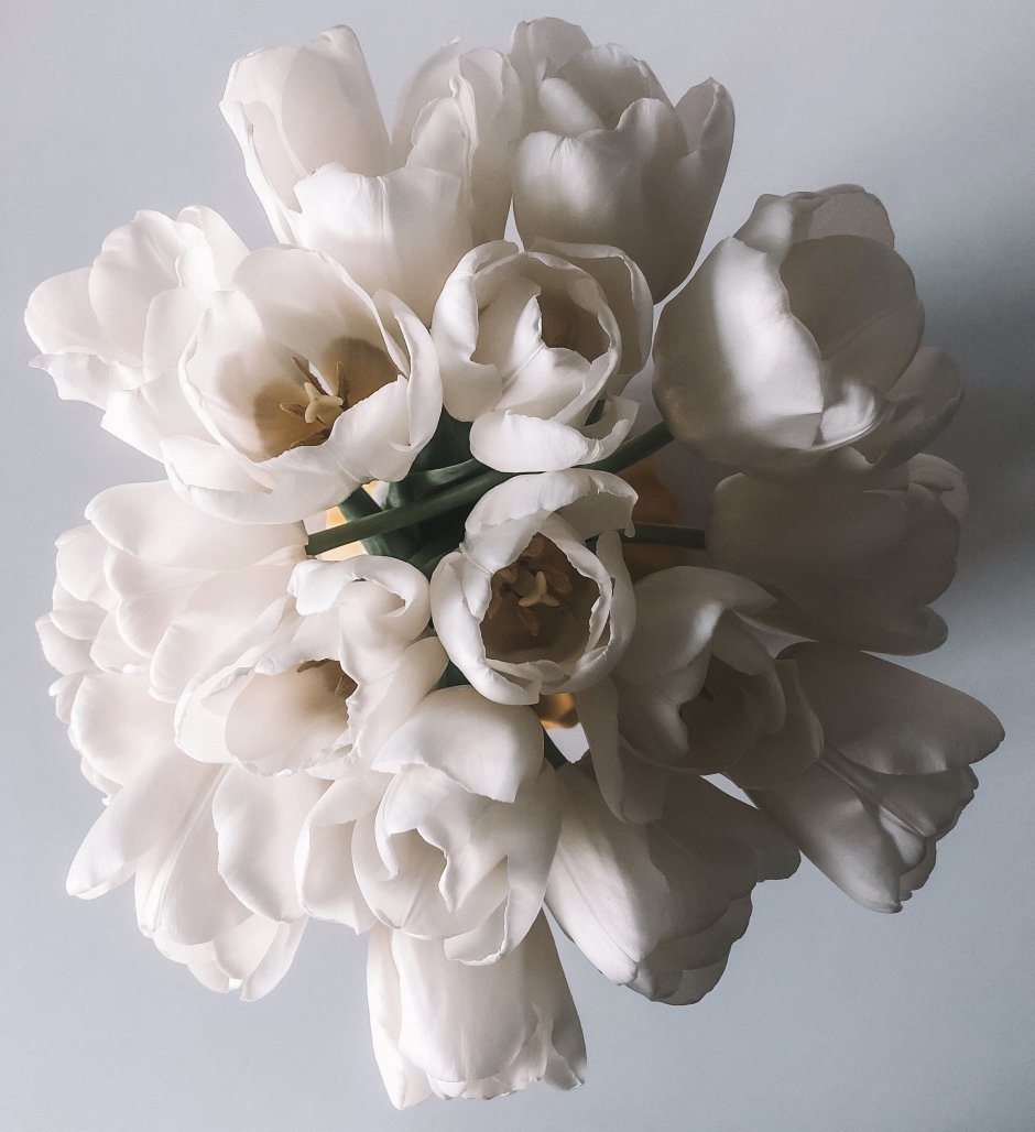 Белые тюльпаны арт