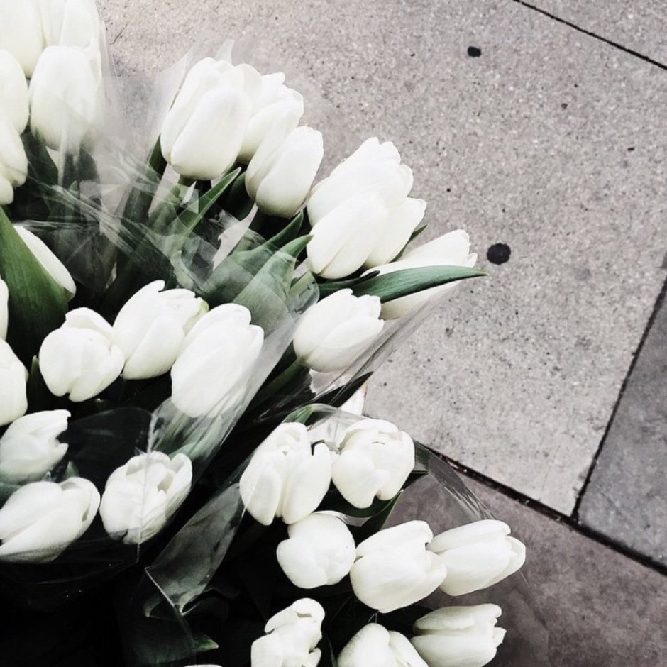 Белые тюльпаны Эстетика
