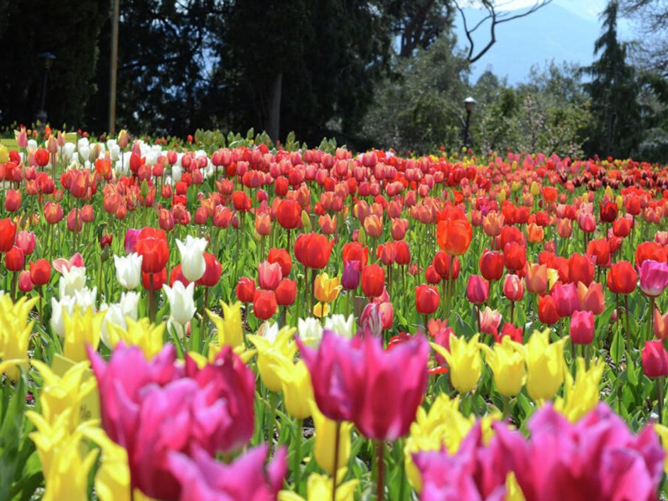 Никитский Ботанический сад тюльпаны
