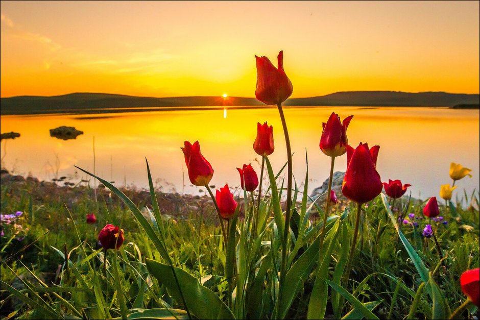 Кояшское озеро тюльпаны
