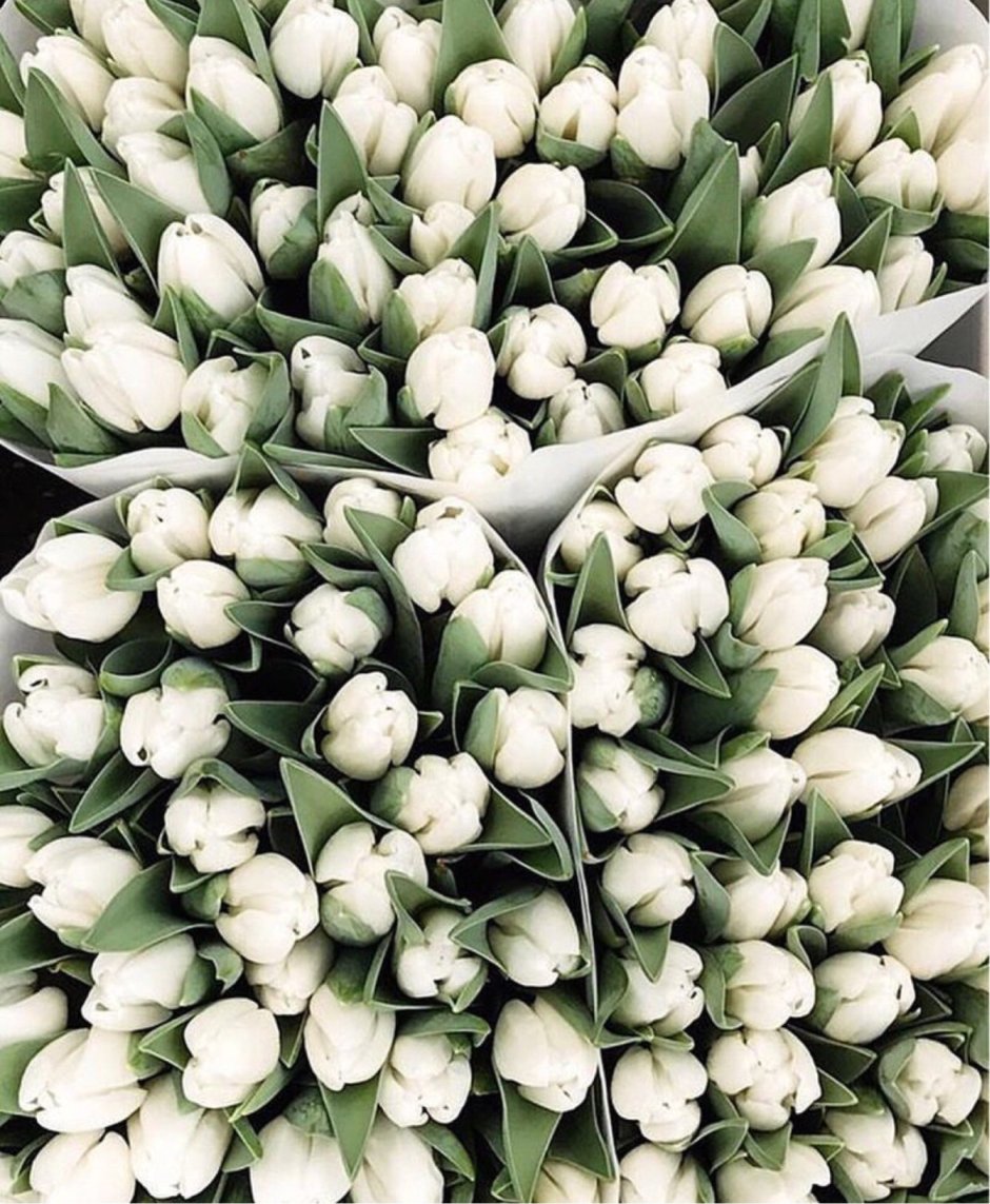 Белые тюльпаны растут