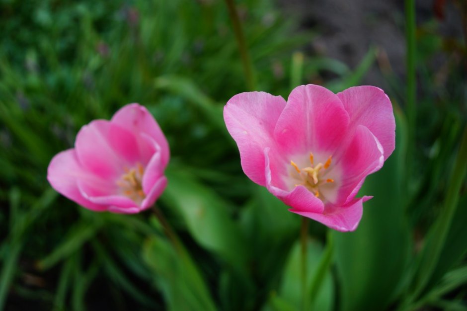 Tulipa Wild цветок