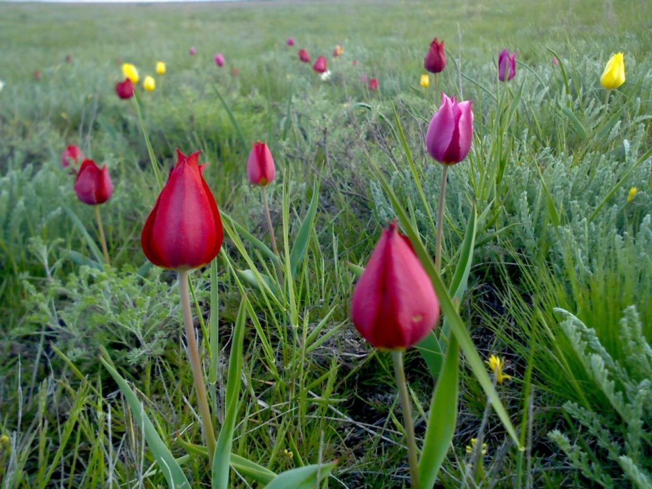 Saami тюльпан