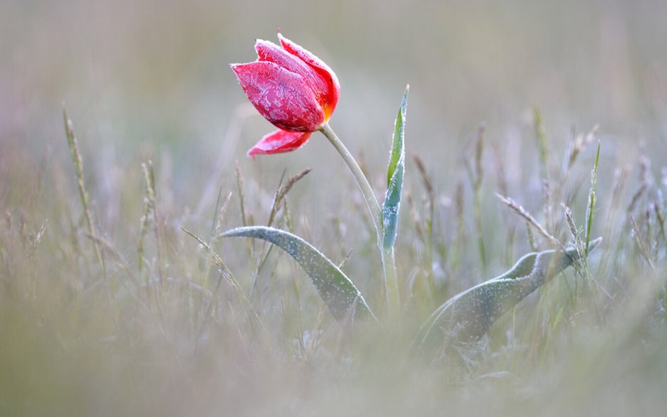 Лазоревый тюльпан цветок дикий