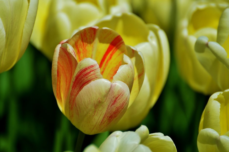 Holland Bulbs тюльпан Ментон