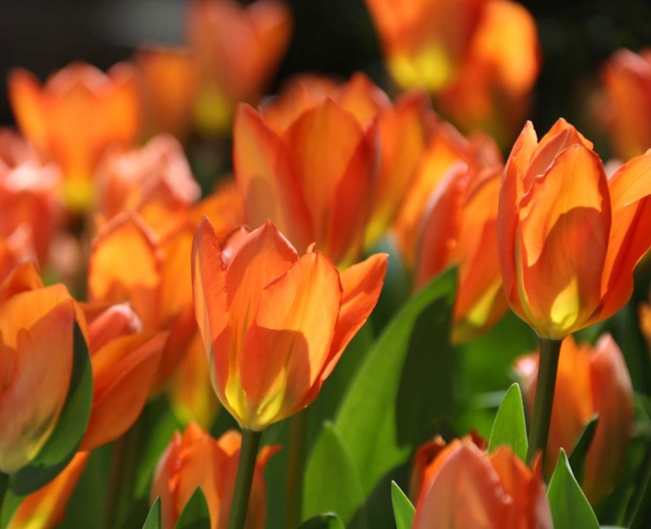 Orange Emperor тюльпан
