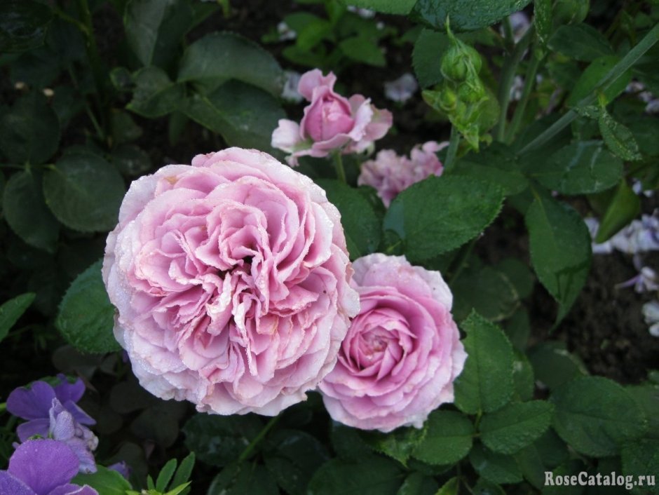 Lavender Ice роза