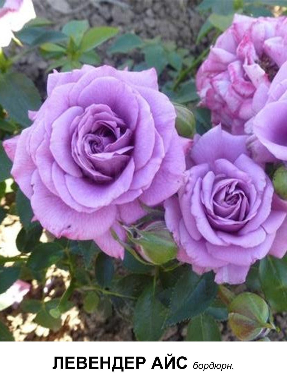 Lavender Meillandina роза