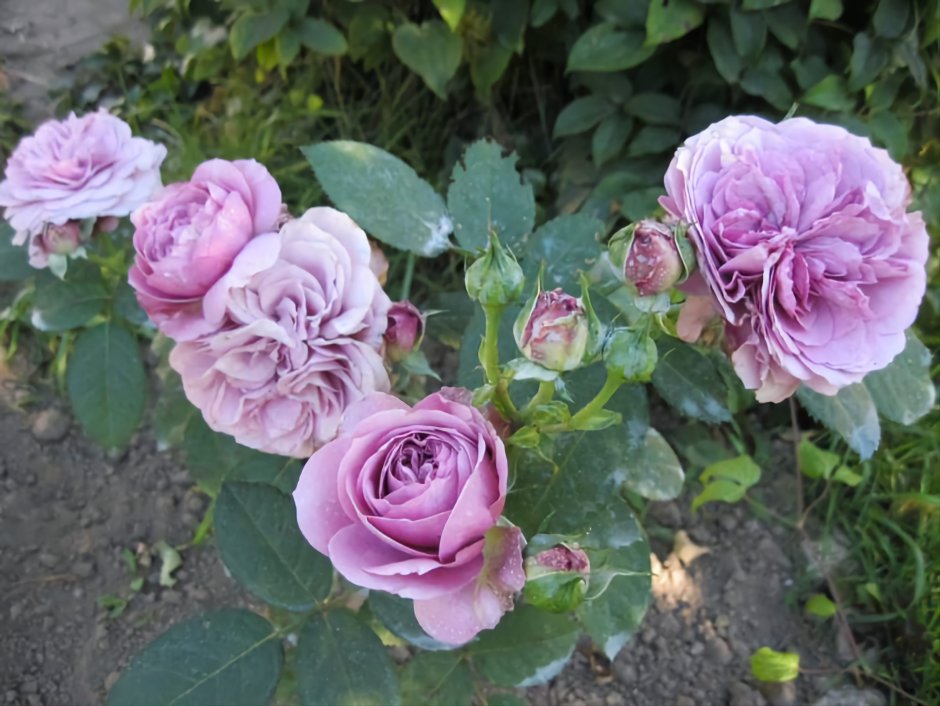 Лавандер роза Чеховский сад