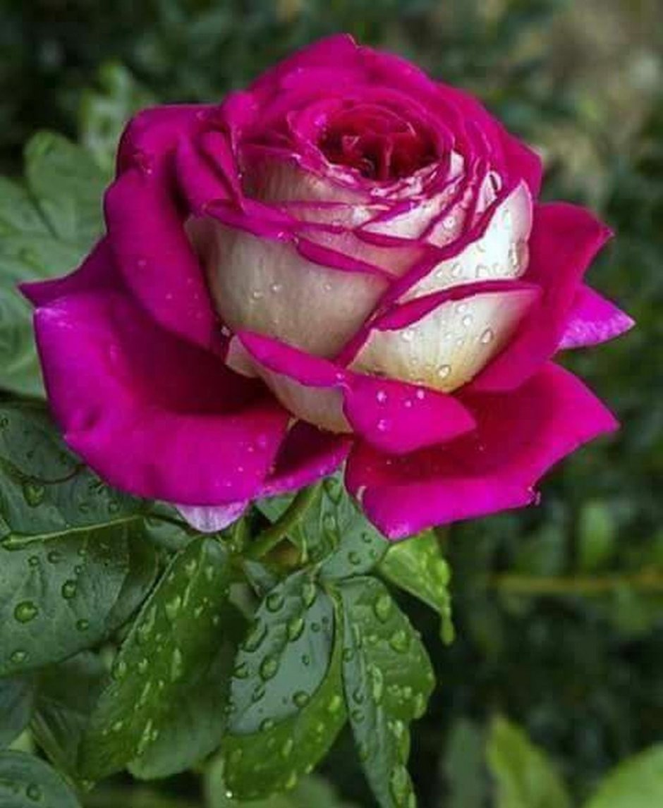 Роза чайно-гибридная экзотика (Exotica)