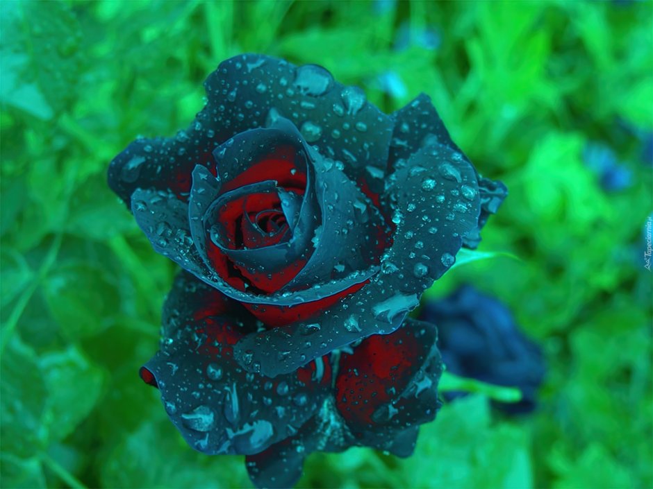 Чёрная Радужная роза