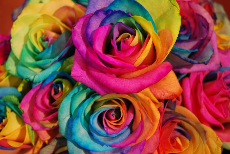 Разноцветные розы "Клеопатра"