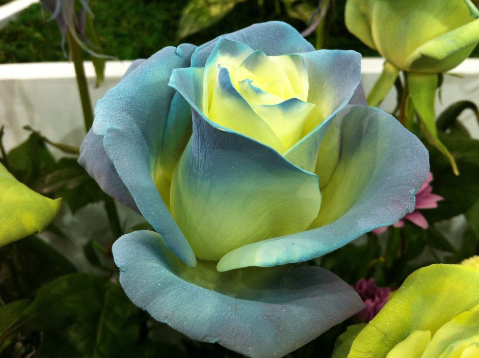 Роза чайно-гибридная Блуберри