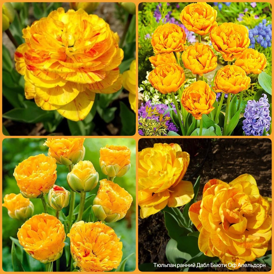 Тюльпан Beauty of Apeldoorn