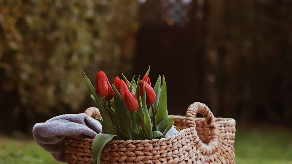 Тюльпаны в корзинке на столе