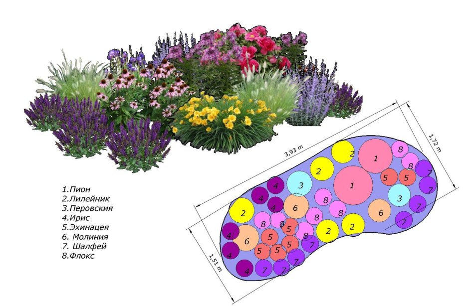 Схема миксбордера непрерывного цветения