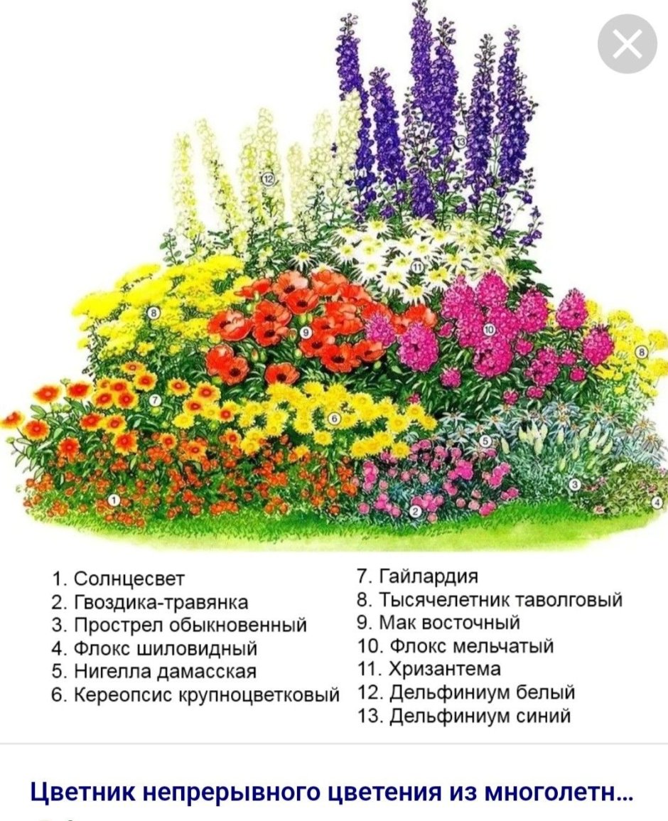 Цветочная клумба непрерывного цветения схема