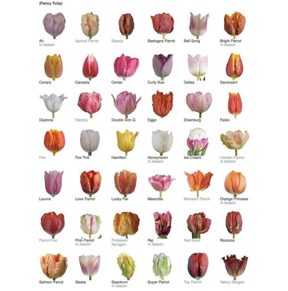 Названия сортов тюльпанов