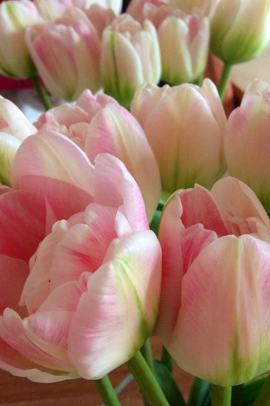 Бледно розовый сорт тюльпанов