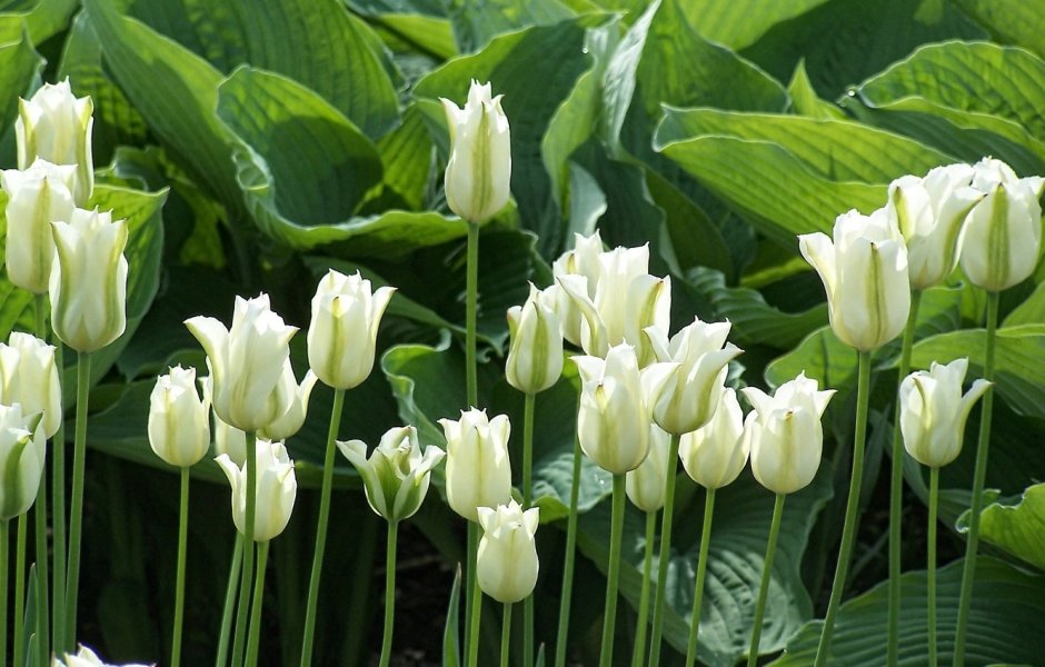 White Marvel тюльпан