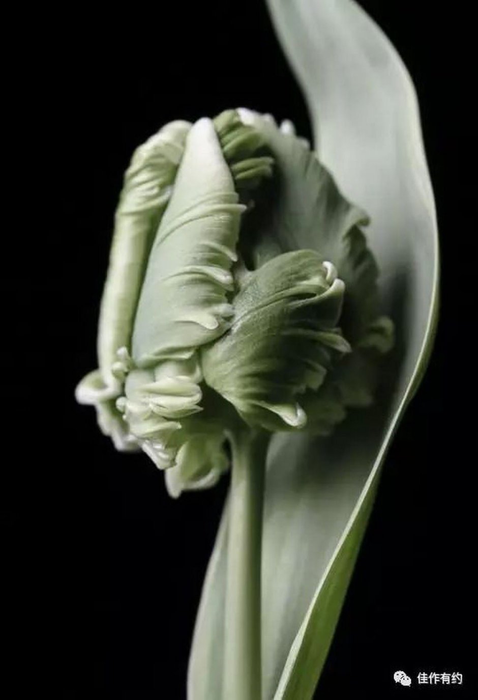 Тюльпан Пэррот зеленого цвета
