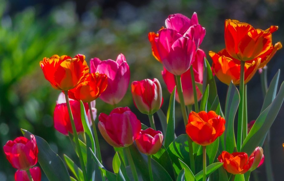 Весенние цветы садовые тюльпаны и