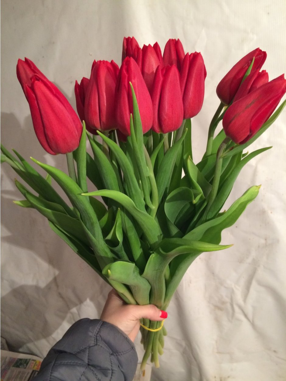 Голландский тюльпан strong Love
