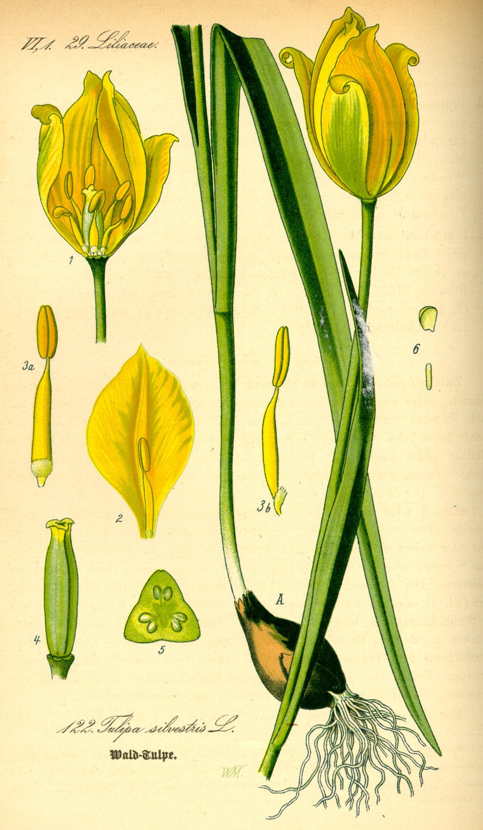 Тюльпаны Ботанические тулипа