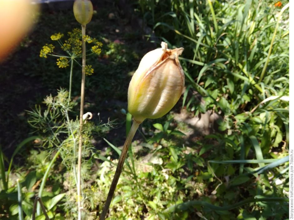 Семенная коробочка у тюльпанов