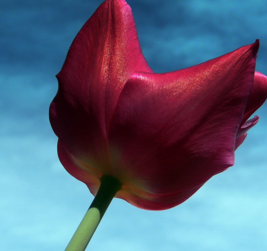 Dark Red Tulips