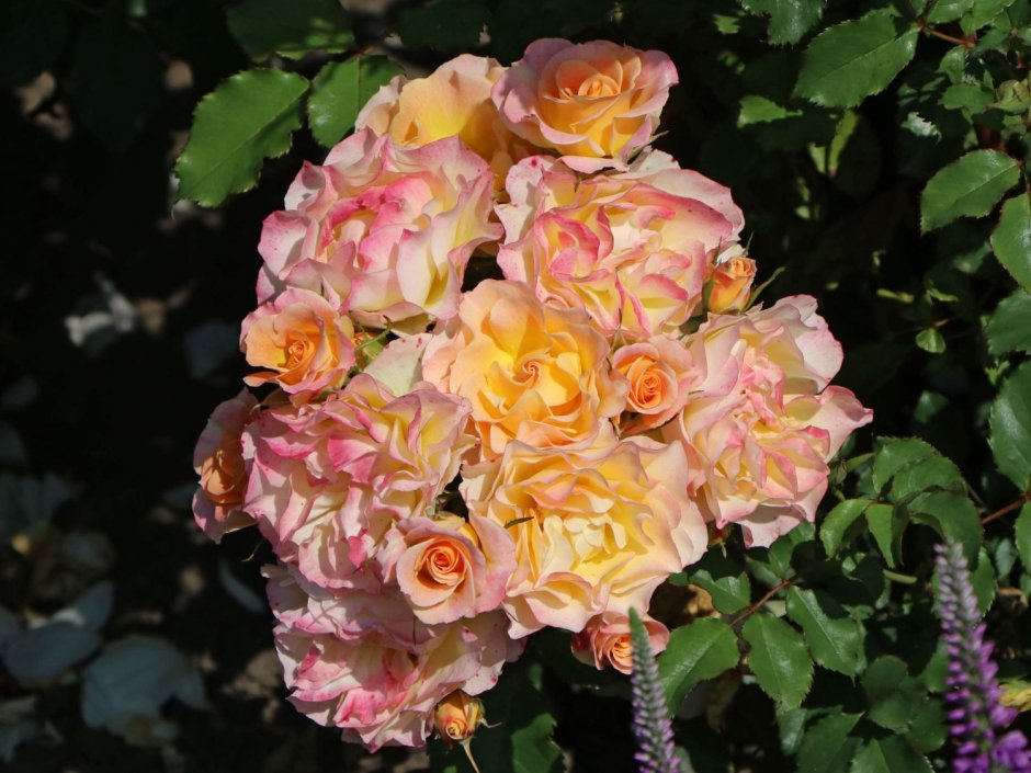 Ландлуст роза Кордес