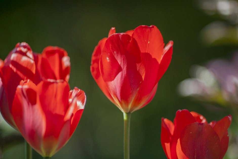 Красные движущие тюльпаны