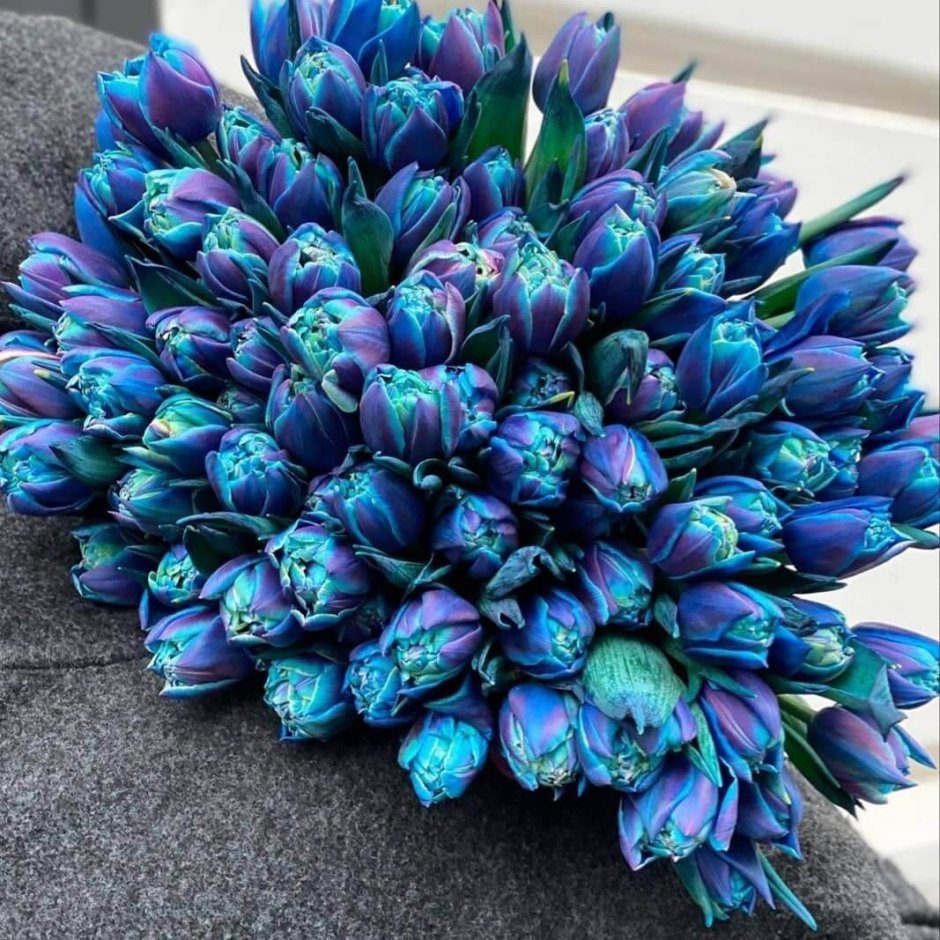 Пионовидный голубой тюльпан