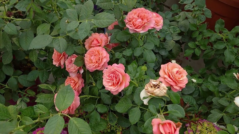 Красивые розы сорта зимующие без укрытия