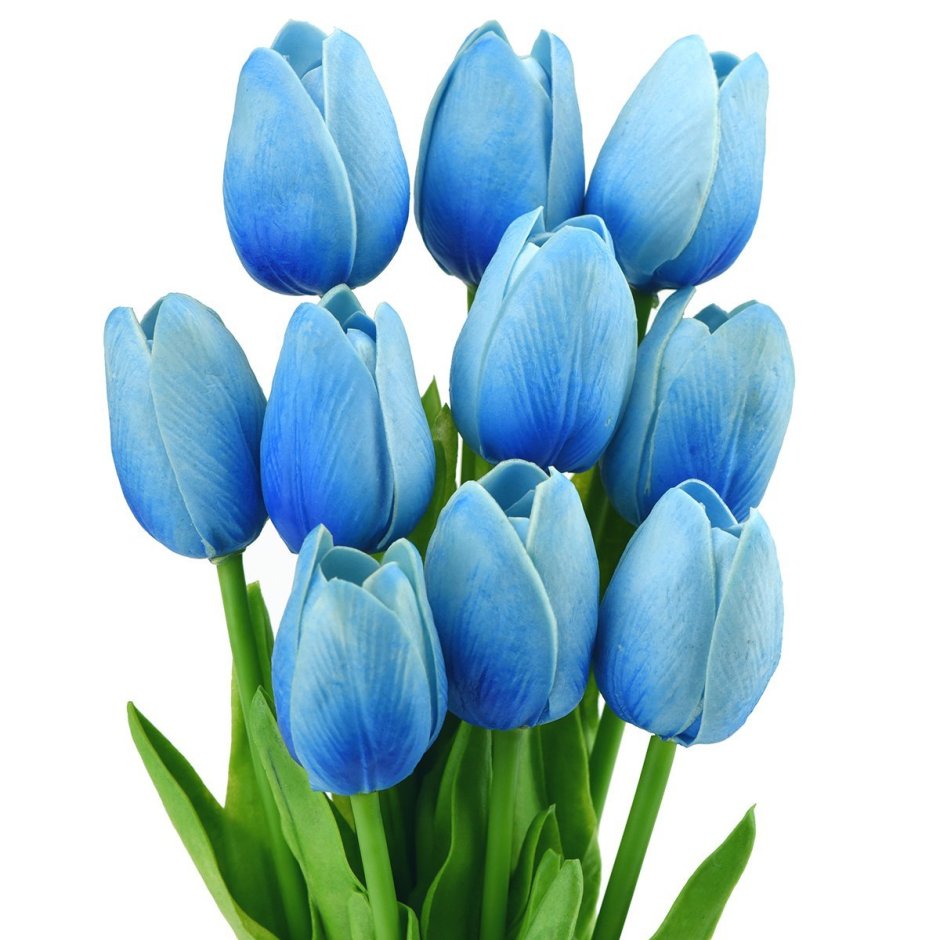 Тюльпаны голубого цвета