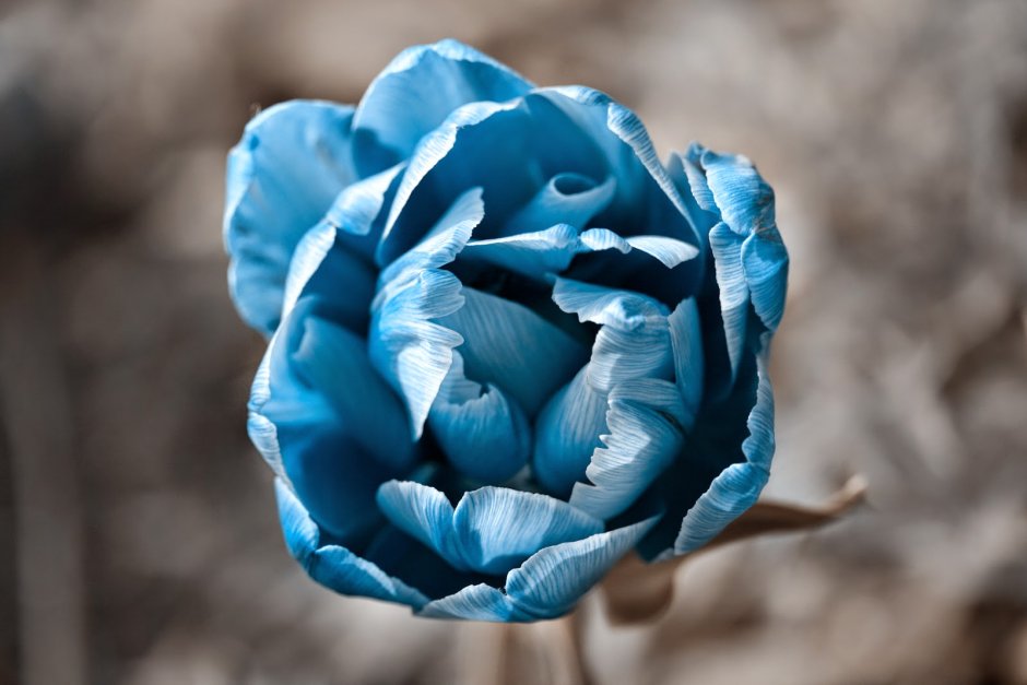 Голубые тюльпаны