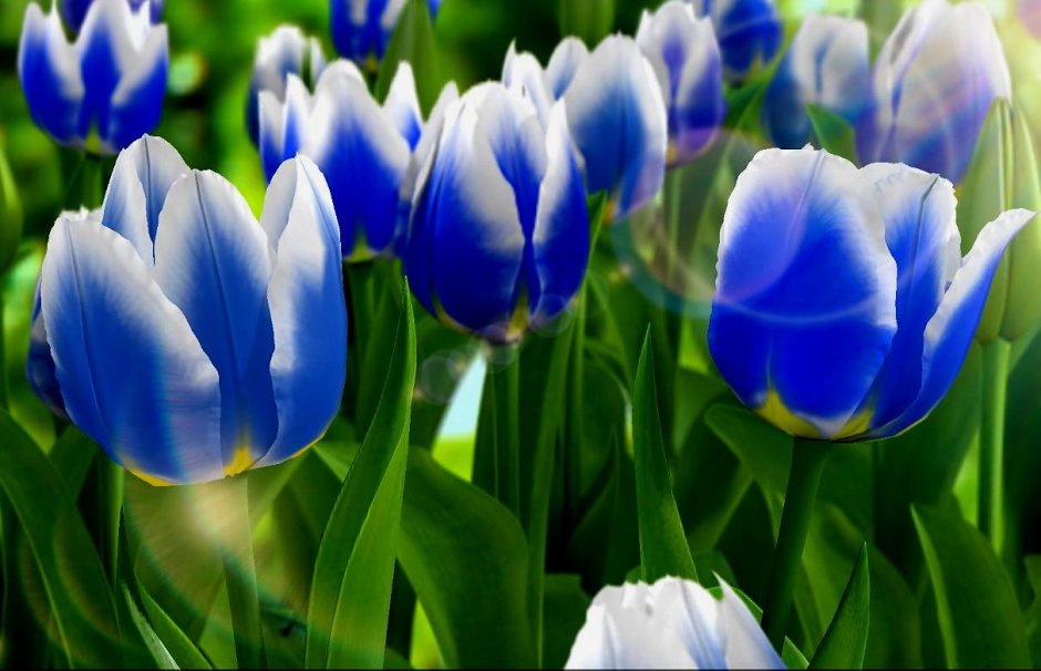 Цветы синие тюльпаны