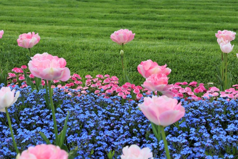 Эквадор тюльпаны розово синие