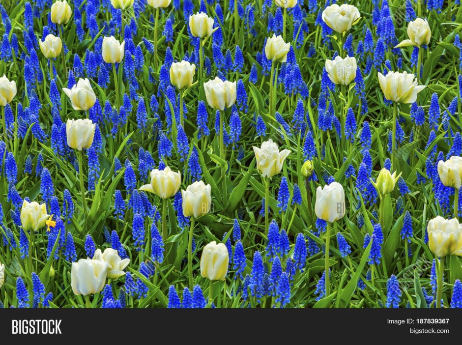 Голубые тюльпаны Голландия
