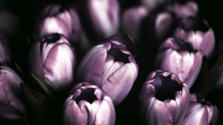 Темно фиолетовые тюльпаны