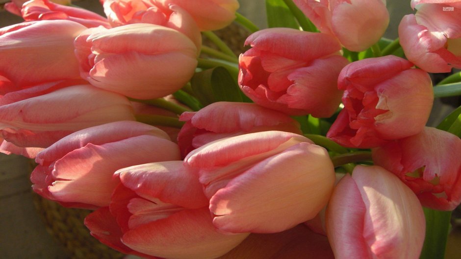 Розовые тюльпаны на рабочий стол