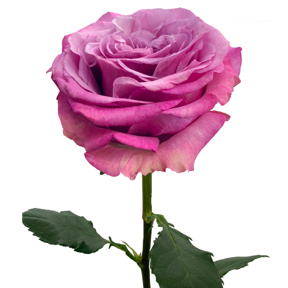 Квинз Краун роза Эквадор
