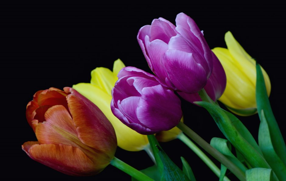 Картинки на рабочий стол тюльпаны