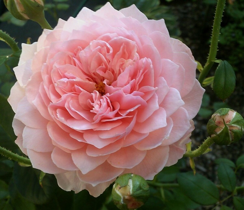 Английские розы Alnwick Rose "Алнвик Роуз"