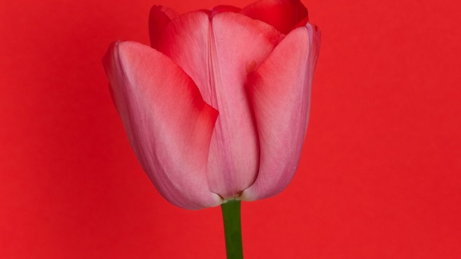 Красные тюльпаны на белом фоне