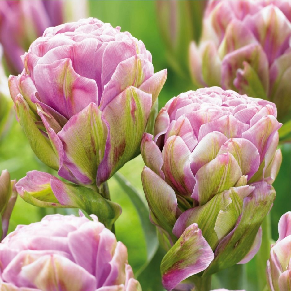 Тюльпан многоцветковый Вайолет Прана