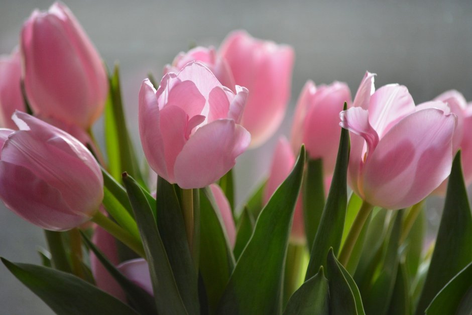 Цветы тюльпаны розовые