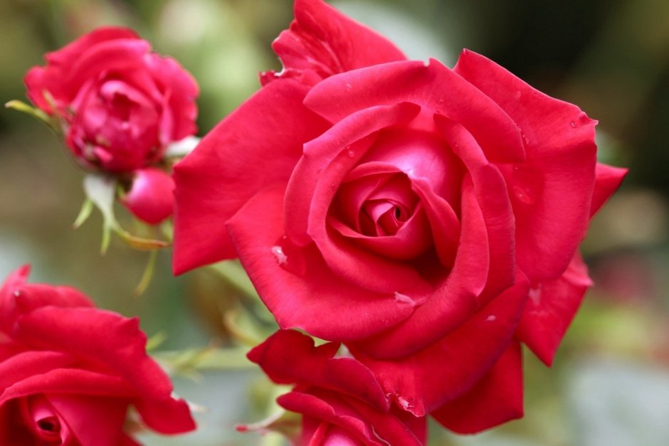 Королевские красные розы